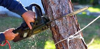 Best Organic Lawn Care Solutions  in Cottonwood, ID