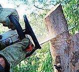 How Our Tree Care Process Works  in  Cottonwood, ID