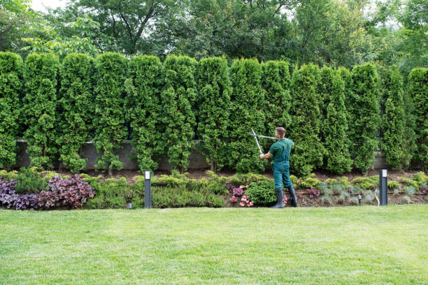 Best Lawn Disease Treatment  in Cottonwood, ID