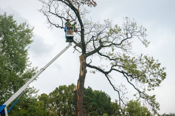 Best Tree Trimming and Pruning  in Cottonwood, ID