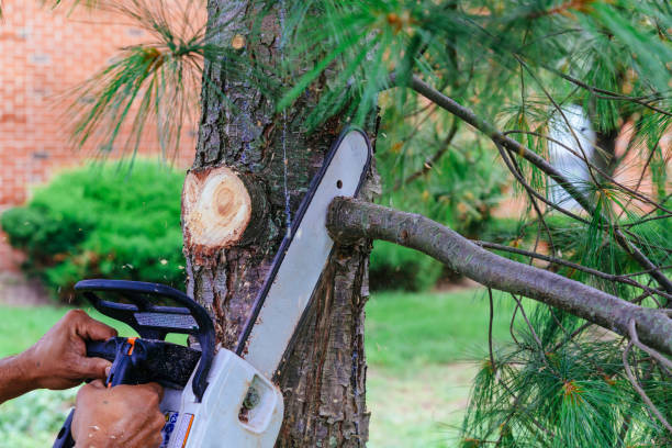 Best Commercial Tree Services  in Cottonwood, ID